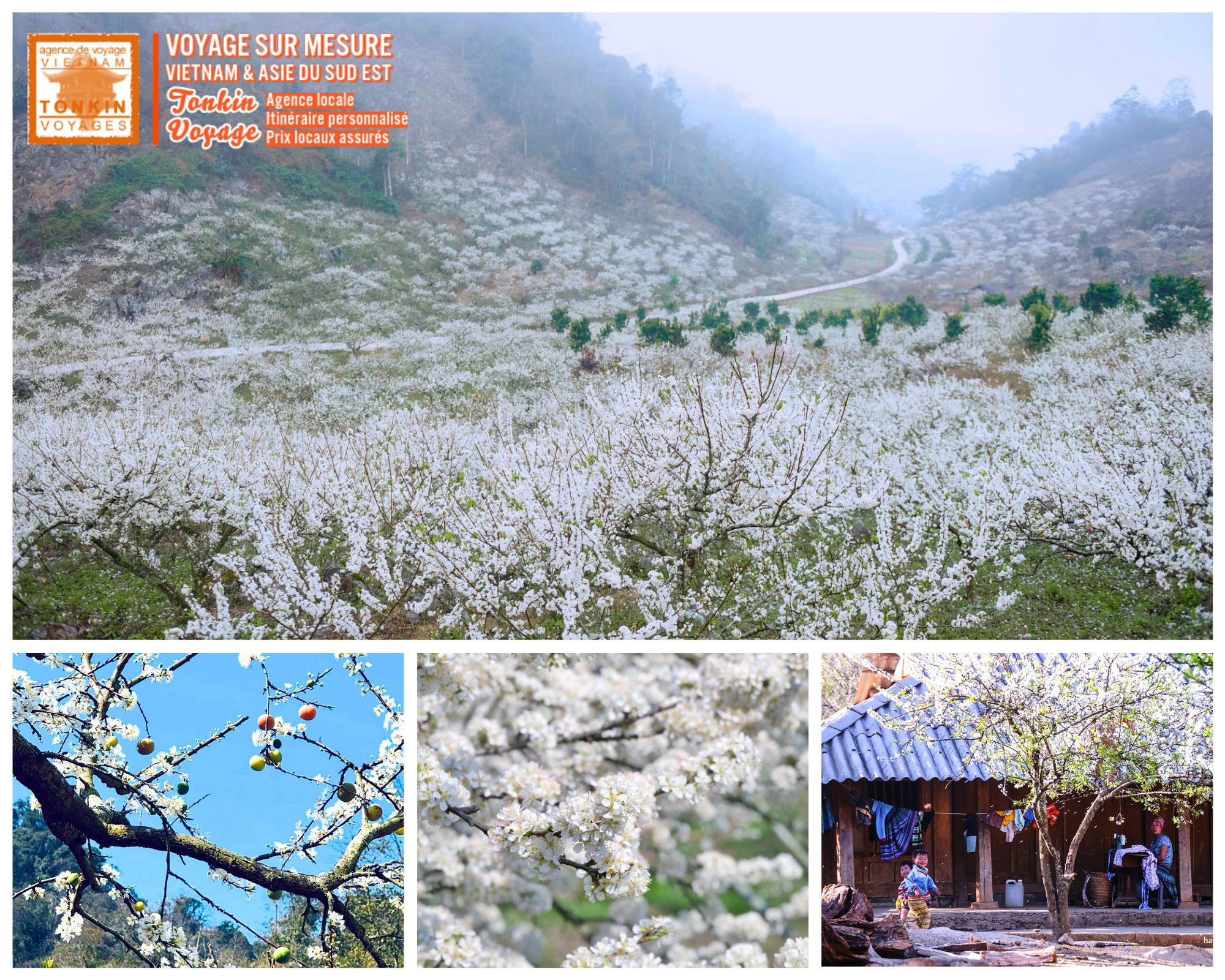 Voyage Vietnam Les plus belles floraisons au Vietnam - pruniers blancs de Mộc Ch&acirc;u